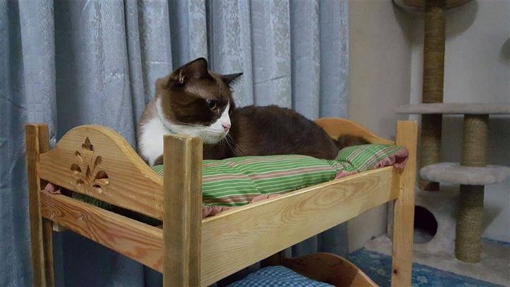Pallet Cat Bunk Bed, Wooden Bunk Beds For Cats