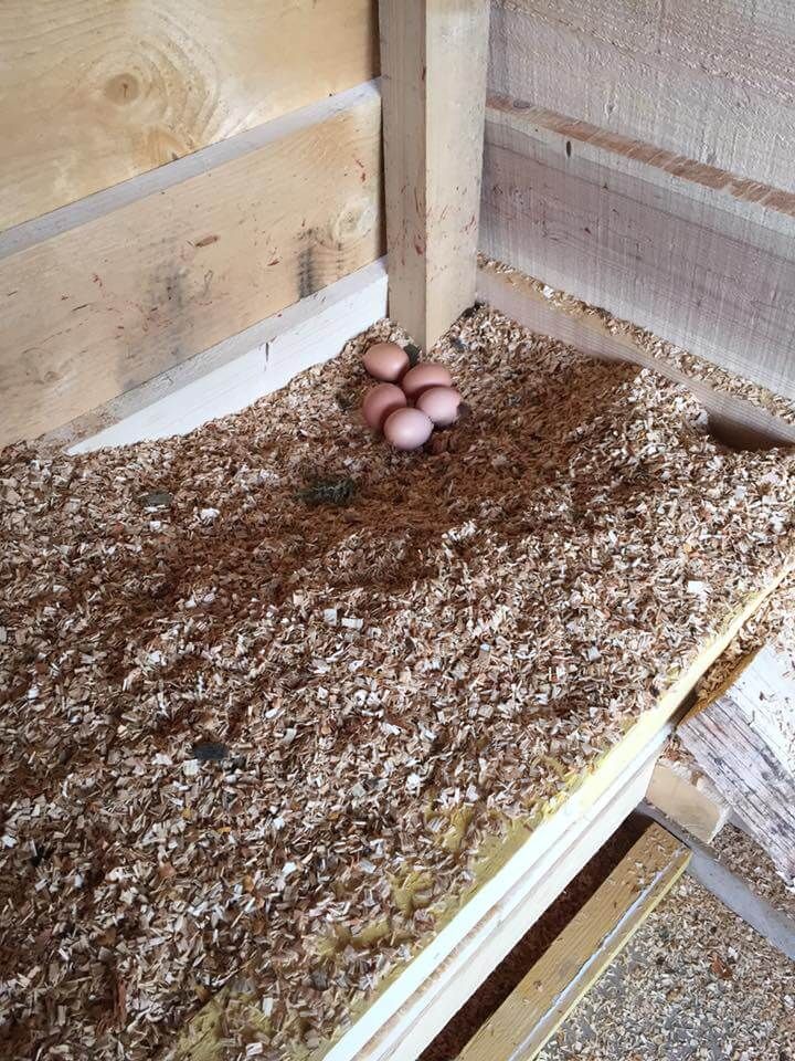chicken coop portion for egg laying